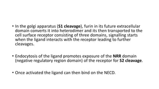 • In the golgi apparatus (S1 cleavage), furin in its future extracellular
domain converts it into heterodimer and its then transported to the
cell surface receptor consisting of three domains, signalling starts
when the ligand interacts with the receptor leading to further
cleavages.
• Endocytosis of the ligand promotes exposure of the NRR domain
(negative regulatory region domain) of the receptor for S2 cleavage.
• Once activated the ligand can then bind on the NECD.
 