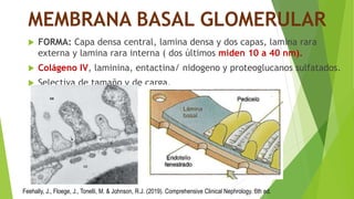 1.Organización estructural del riñon (Anatomia). .pptx