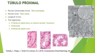 1.Organización estructural del riñon (Anatomia). .pptx