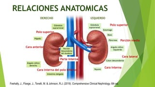 1.Organización estructural del riñon (Anatomia). .pptx