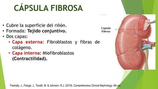 1.Organización estructural del riñon (Anatomia). .pptx