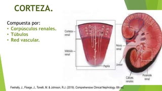 1.Organización estructural del riñon (Anatomia). .pptx