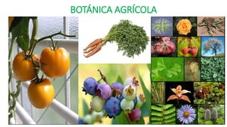 BOTÁNICA AGRÍCOLA
 