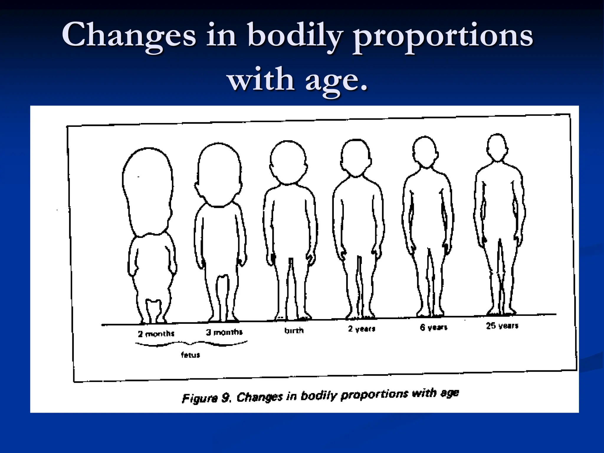Changes in bodily proportions
with age.
 
