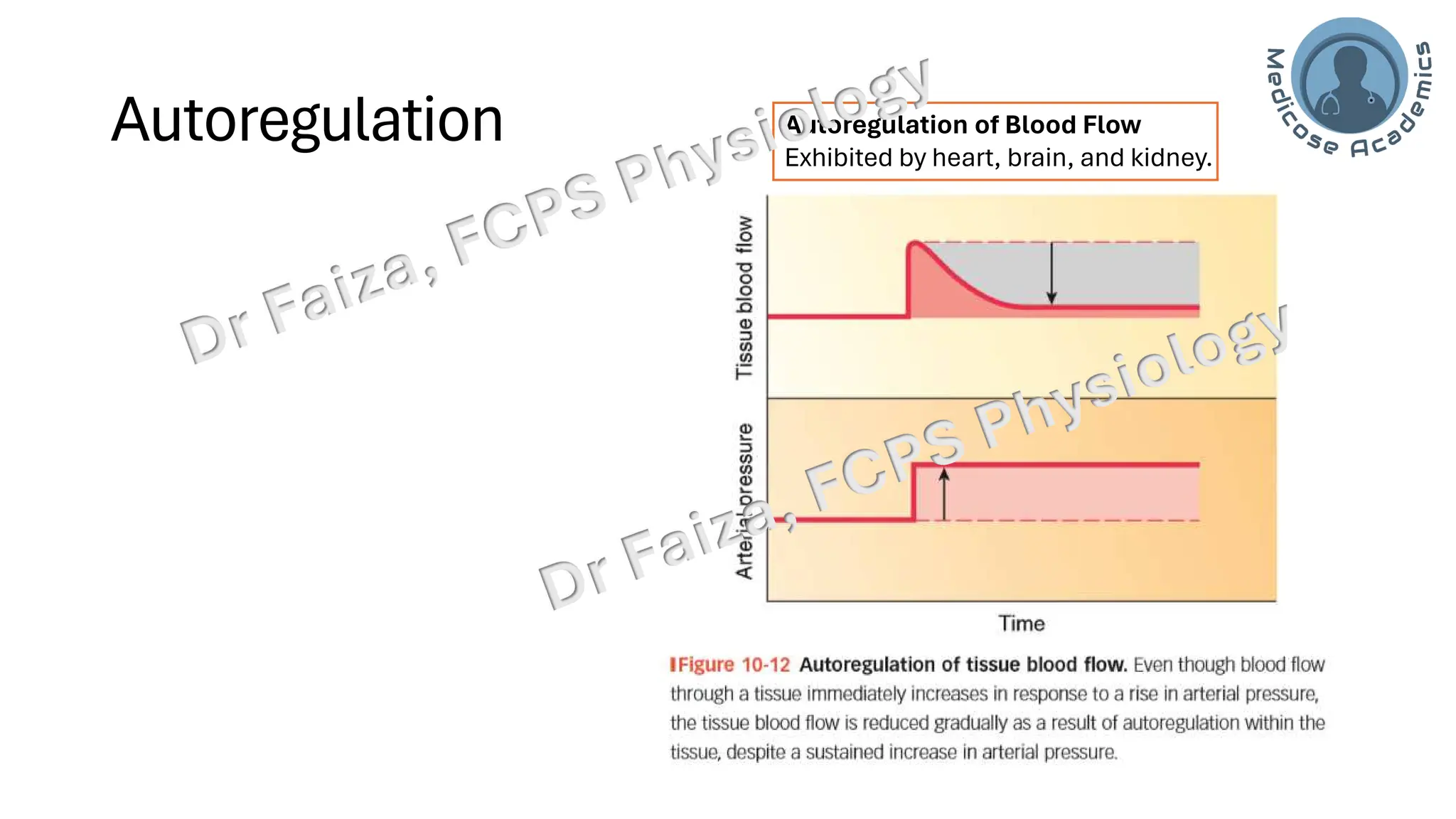 Control of Local Blood Flow: acute and chronic | PDF