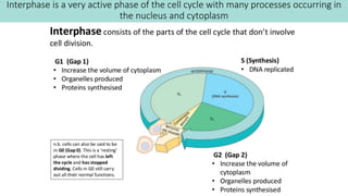 Interphase Example Slide View 1.6 Cell Division biology presentation.pptx