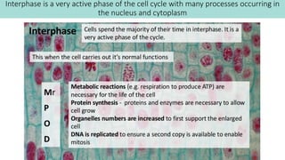 Interphase Example Slide View 1.6 Cell Division biology presentation.pptx