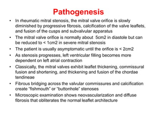 Pathogenesis
• In rheumatic mitral stenosis, the mitral valve orifice is slowly
diminished by progressive fibrosis, calcification of the valve leaflets,
and fusion of the cusps and subvalvular apparatus
• The mitral valve orifice is normally about 5cm2 in diastole but can
be reduced to < 1cm2 in severe mitral stenosis
• The patient is usually asymptomatic until the orifice is < 2cm2
• As stenosis progresses, left ventricular filling becomes more
dependent on left atrial contraction
• Classically, the mitral valves exhibit leaflet thickening, commissural
fusion and shortening, and thickening and fusion of the chordae
tendineae
• Fibrous bridging across the valvular commissures and calcification
create “fishmouth” or “buttonhole” stenoses
• Microscopic examination shows neovascularization and diffuse
fibrosis that obliterates the normal leaflet architecture
 