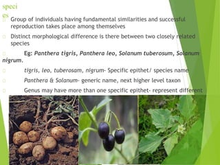 speci
es
Group of individuals having fundamental similarities and successful
reproduction takes place among themselves
Distinct morphological difference is there between two closely related
species
Eg: Panthera tigris, Panthera leo, Solanum tuberosum, Solanum
nigrum.
tigris, leo, tuberosam, nigrum- Specific epithet/ species name
Panthera & Solanum- generic name, next higher level taxon
Genus may have more than one specific epithet- represent different
organism
 