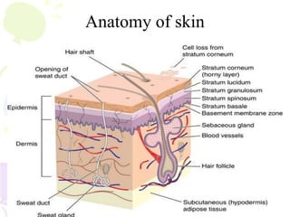 Anatomy of skin
 