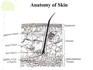 Anatomy of Skin
 