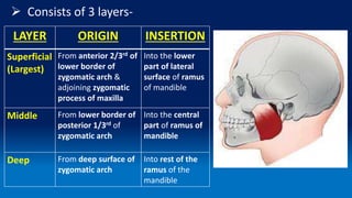 1. MUSCLES OF MASTICATION Described in detail .pptx
