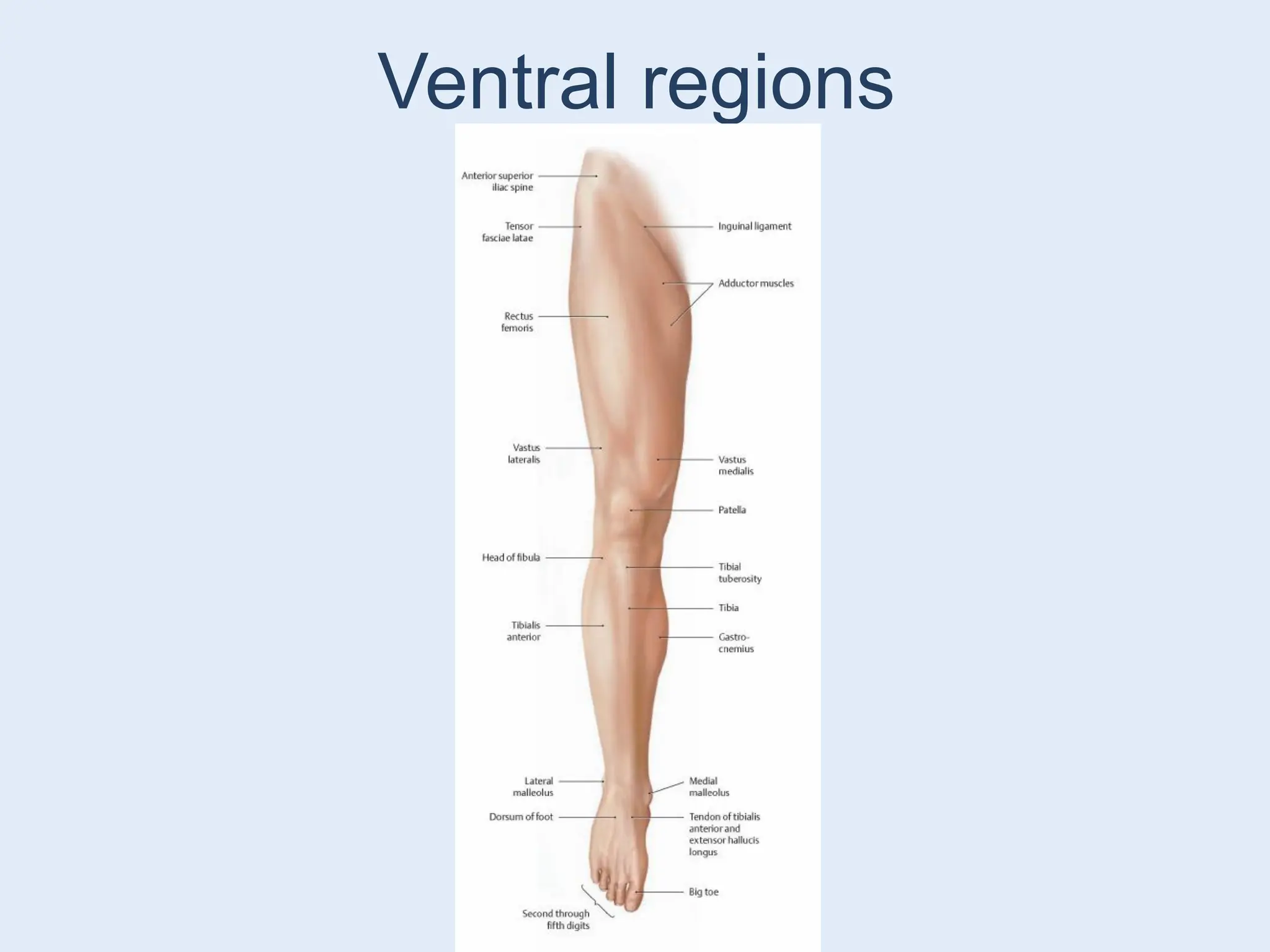 1.-Topographical-anatomy-of-the-lower-limb_Lendvai_EM-9-17.pdf