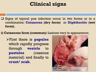 Important Poultry Diseases for all poultry keepers and those who wants ...