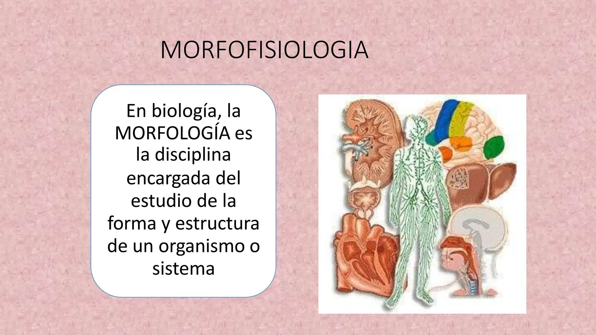 MORFOFISIOLOGIA PARA ESTUYDIANTES DE SALUD | PPTX