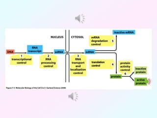 Control of Gene expression-cellulara.pptx