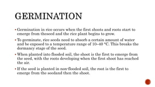 1. Rice crop cultivation, current data . | PPTX