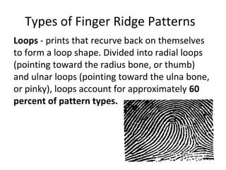 Types of Finger Ridge Patterns
Loops - prints that recurve back on themselves
to form a loop shape. Divided into radial loops
(pointing toward the radius bone, or thumb)
and ulnar loops (pointing toward the ulna bone,
or pinky), loops account for approximately 60
percent of pattern types.
 