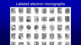 1. Course Overview of histology and direction ppt | PPTX