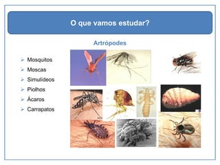 Artrópodes
O que vamos estudar?
➢ Mosquitos
➢ Moscas
➢ Simulídeos
➢ Piolhos
➢ Ácaros
➢ Carrapatos
 