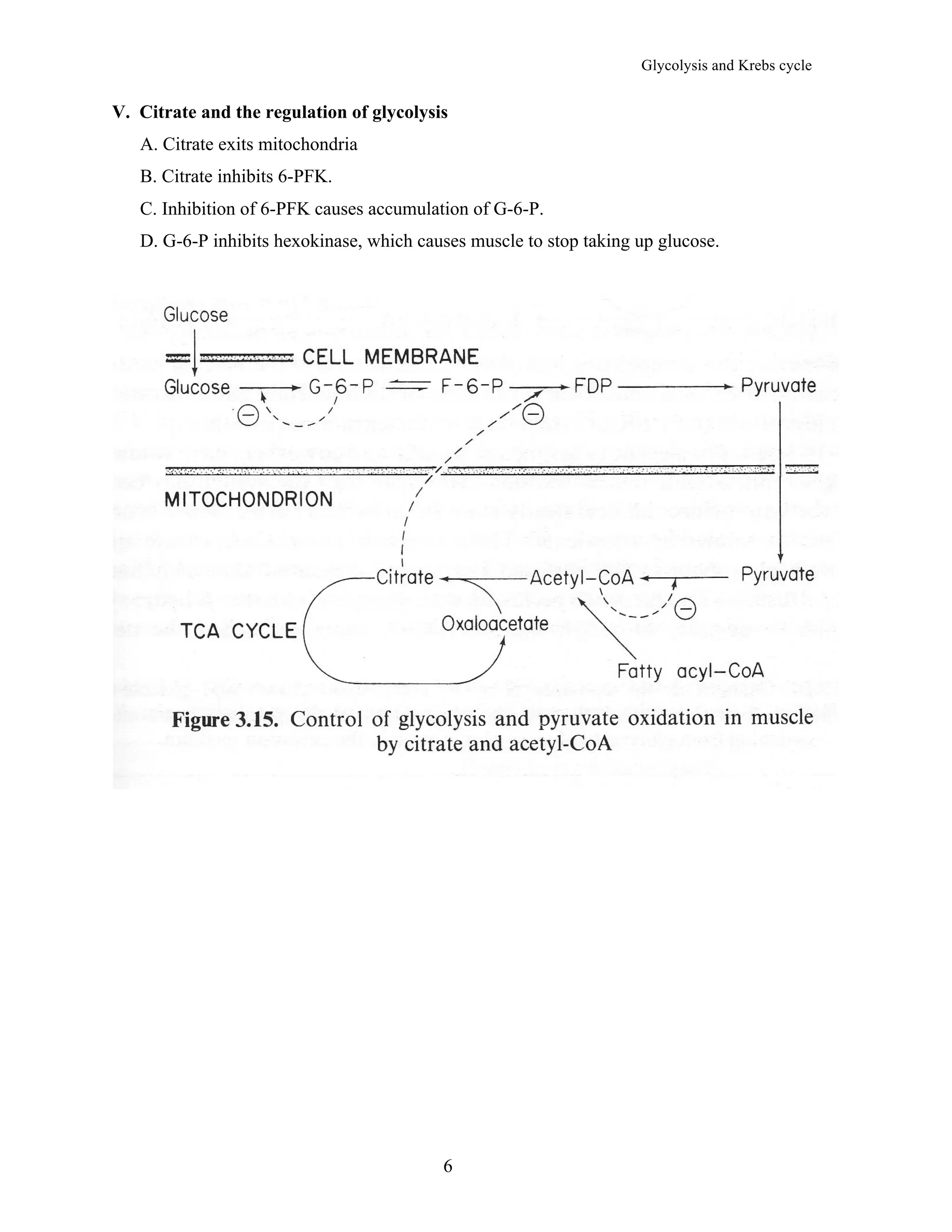 Karab Rste 1.-Glycolysis-and karab cycle-the-TCA-cycle.pdf