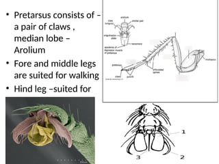 1. Observations on external features of grasshopepr cockroach.pptx