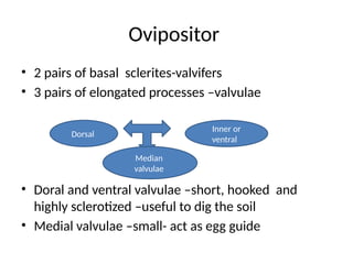 Valvulae Insect 1. Observations on external features of grasshopepr cockroach.pptx