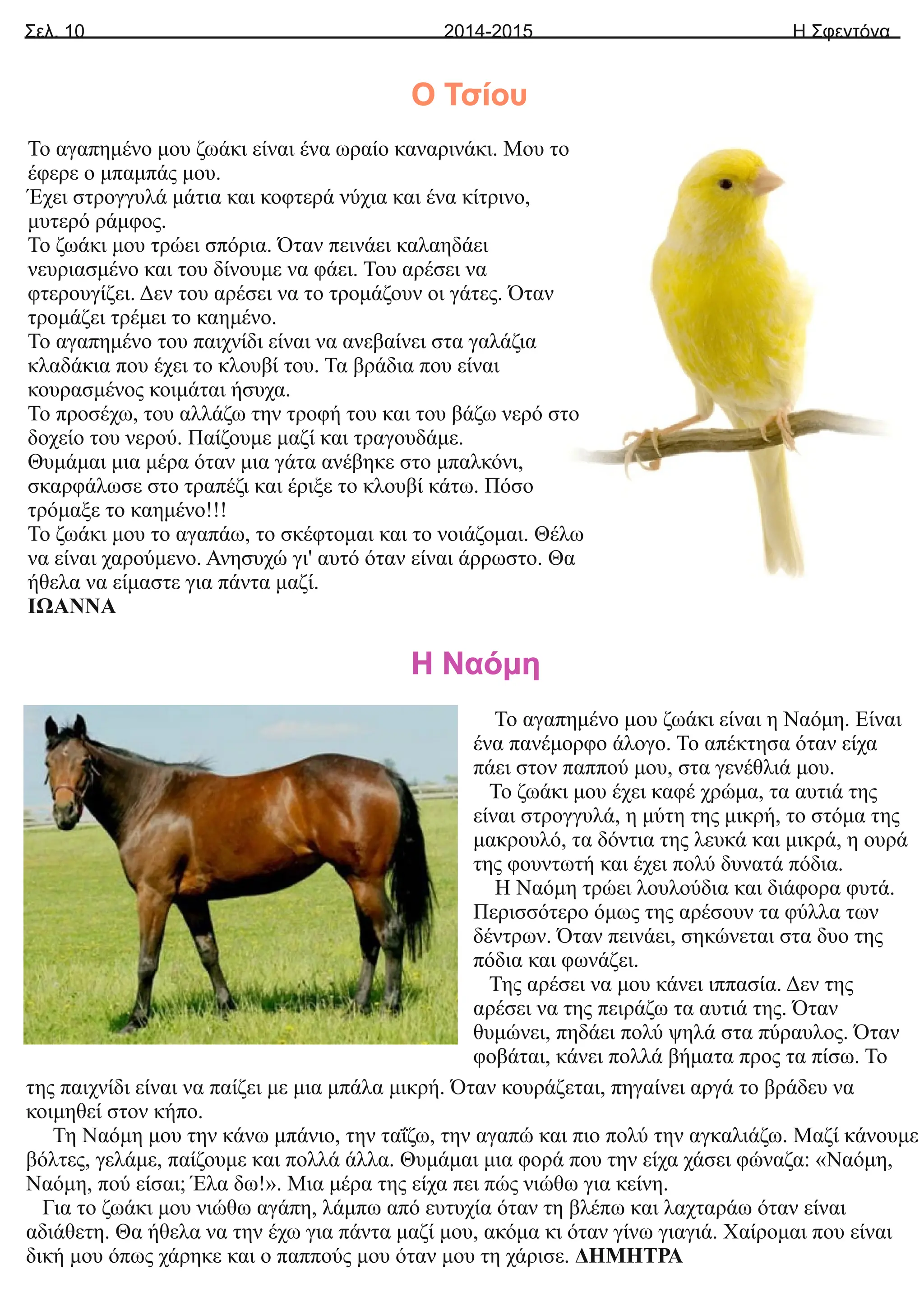 Σελ. 10 Η Σφεντόνα
2014-2015
Το αγαπημένο μου ζωάκι είναι ένα ωραίο καναρινάκι. Μου το
έφερε ο μπαμπάς μου.
Έχει στρογγυλά μάτια και κοφτερά νύχια και ένα κίτρινο,
μυτερό ράμφος.
Το ζωάκι μου τρώει σπόρια. Όταν πεινάει καλαηδάει
νευριασμένο και του δίνουμε να φάει. Του αρέσει να
φτερουγίζει. Δεν του αρέσει να το τρομάζουν οι γάτες. Όταν
τρομάζει τρέμει το καημένο.
Το αγαπημένο του παιχνίδι είναι να ανεβαίνει στα γαλάζια
κλαδάκια που έχει το κλουβί του. Τα βράδια που είναι
κουρασμένος κοιμάται ήσυχα.
Το προσέχω, του αλλάζω την τροφή του και του βάζω νερό στο
δοχείο του νερού. Παίζουμε μαζί και τραγουδάμε.
Θυμάμαι μια μέρα όταν μια γάτα ανέβηκε στο μπαλκόνι,
σκαρφάλωσε στο τραπέζι και έριξε το κλουβί κάτω. Πόσο
τρόμαξε το καημένο!!!
Το ζωάκι μου το αγαπάω, το σκέφτομαι και το νοιάζομαι. Θέλω
να είναι χαρούμενο. Ανησυχώ γι' αυτό όταν είναι άρρωστο. Θα
ήθελα να είμαστε για πάντα μαζί.
ΙΩΑΝΝΑ
Ο Τσίου
Το αγαπημένο μου ζωάκι είναι η Ναόμη. Είναι
ένα πανέμορφο άλογο. Το απέκτησα όταν είχα
πάει στον παππού μου, στα γενέθλιά μου.
Το ζωάκι μου έχει καφέ χρώμα, τα αυτιά της
είναι στρογγυλά, η μύτη της μικρή, το στόμα της
μακρουλό, τα δόντια της λευκά και μικρά, η ουρά
της φουντωτή και έχει πολύ δυνατά πόδια.
Η Ναόμη τρώει λουλούδια και διάφορα φυτά.
Περισσότερο όμως της αρέσουν τα φύλλα των
δέντρων. Όταν πεινάει, σηκώνεται στα δυο της
πόδια και φωνάζει.
Της αρέσει να μου κάνει ιππασία. Δεν της
αρέσει να της πειράζω τα αυτιά της. Όταν
θυμώνει, πηδάει πολύ ψηλά στα πύραυλος. Όταν
φοβάται, κάνει πολλά βήματα προς τα πίσω. Το
Η Ναόμη
της παιχνίδι είναι να παίζει με μια μπάλα μικρή. Όταν κουράζεται, πηγαίνει αργά το βράδευ να
κοιμηθεί στον κήπο.
Τη Ναόμη μου την κάνω μπάνιο, την ταΐζω, την αγαπώ και πιο πολύ την αγκαλιάζω. Μαζί κάνουμε
βόλτες, γελάμε, παίζουμε και πολλά άλλα. Θυμάμαι μια φορά που την είχα χάσει φώναζα: «Ναόμη,
Ναόμη, πού είσαι; Έλα δω!». Μια μέρα της είχα πει πώς νιώθω για κείνη.
Για το ζωάκι μου νιώθω αγάπη, λάμπω από ευτυχία όταν τη βλέπω και λαχταράω όταν είναι
αδιάθετη. Θα ήθελα να την έχω για πάντα μαζί μου, ακόμα κι όταν γίνω γιαγιά. Χαίρομαι που είναι
δική μου όπως χάρηκε και ο παππούς μου όταν μου τη χάρισε. ΔΗΜΗΤΡΑ
 