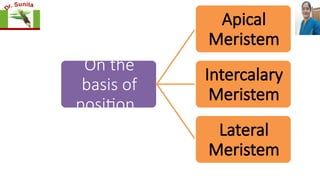 On the
basis of
position
Apical
Meristem
Intercalary
Meristem
Lateral
Meristem
 