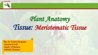 Plant Anatomy
Tissue: Meristematic Tissue
By: Dr. Sunita Sangwan
Assistant Prof.
Deptt. of Botany
MNSGC Bhiwani
 