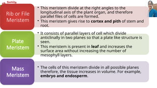 • This meristem divide at the right angles to the
longitudinal axis of the plant organ, and therefore
parallel files of cells are formed.
• This meristem gives rise to cortex and pith of stem and
root.
Rib or File
Meristem
• It consists of parallel layers of cell which divide
anticlinally in two planes so that a plate like structure is
seen.
• This meristem is present in leaf and increases the
surface area without increasing the number of
mesophyll layers.
Plate
Meristem
• The cells of this meristem divide in all possible planes
therefore, the tissue increases in volume. For example,
embryo and endosperm.
Mass
Meristem
 