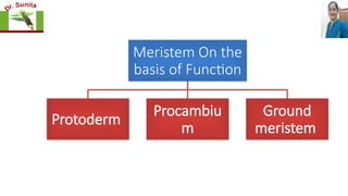 Meristem On the
basis of Function
Protoderm
Procambiu
m
Ground
meristem
 