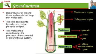 Ground meristem
 It is precursor of ground
tissue and consists of large
thin walled cells.
 The cells develop into
hypodermis, cortex,
pericycle and pith.
 This meristem is
considered as the
precursor of fundamental
or ground tissue system.
 