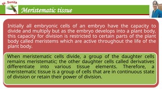 Meristematic tissue
Initially all embryonic cells of an embryo have the capacity to
divide and multiply but as the embryo develops into a plant body,
this capacity for division is restricted to certain parts of the plant
body called meristems which are active throughout the life of the
plant body.
When meristematic cells divide, a group of the daughter cells
remains meristematic; the other daughter cells called derivatives
differentiate into various tissue elements. Therefore, a
meristematic tissue is a group of cells that are in continuous state
of division or retain their power of division.
 