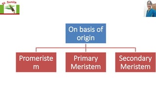 On basis of
origin
Promeriste
m
Primary
Meristem
Secondary
Meristem
 