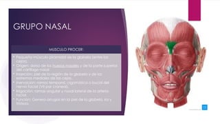 Musulo Procer Miología de la cabeza (DRA MARIA CANCHANYA ZAMORA) | PPTX