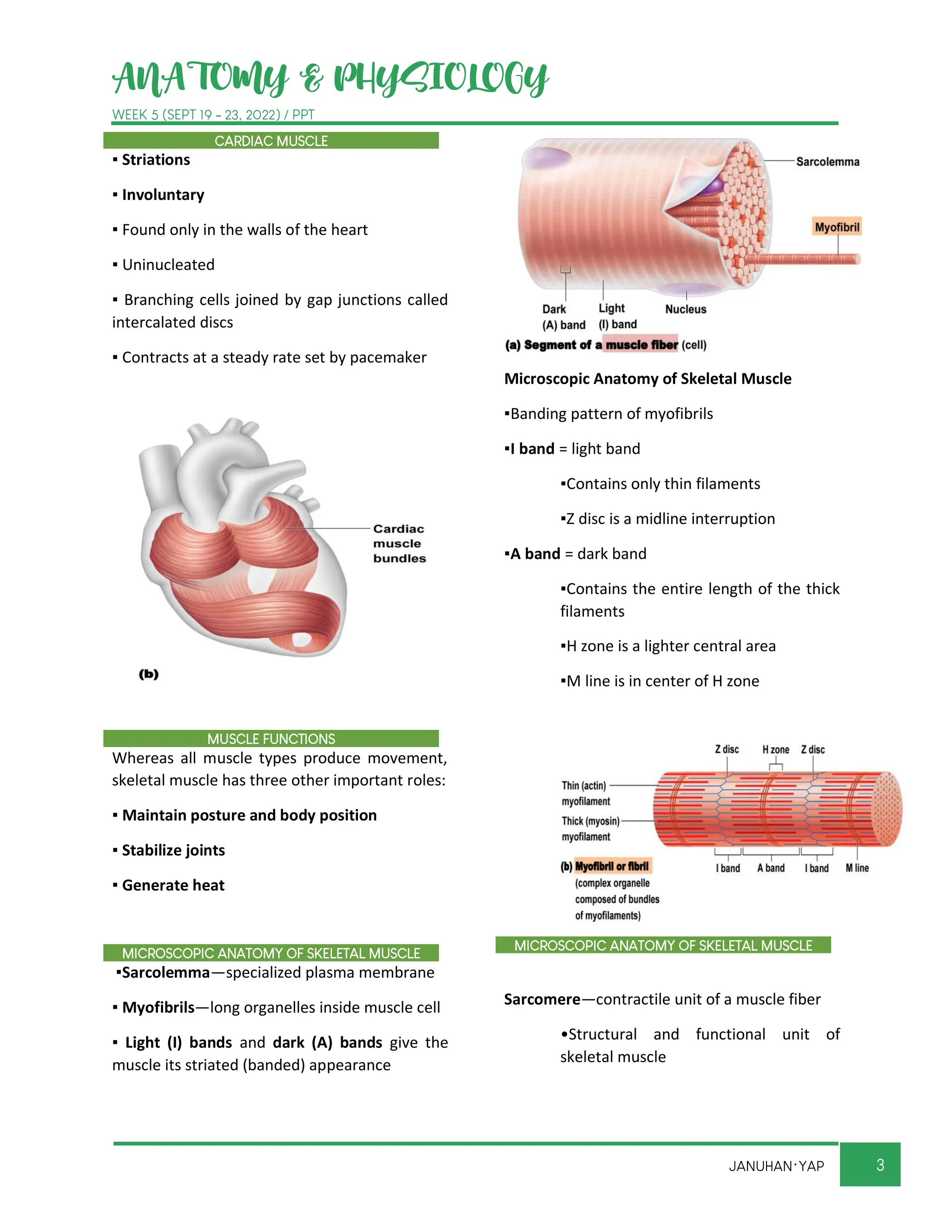 ANATOMY NURSING TRANS NOTES 1.06 MUSCULAR SYSTEM.pdf