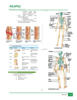 ANAPHY
WEEK 4 (SEPT 19 - 23, 2022) / PPT
10
JANUHAN
▪ Cartilage matrix, bony
matrix, collagen fibers
splint the broken bone
▪ Bony callus replaces the
fibrocartilage callus
▪ Osteoblasts and
osteoclasts migrate in
▪ Bone remodeling occurs in response
to mechanical stresses
AXIAL SKELETON
▪ Forms the longitudinal axis of the body
▪ Divided into three parts
1. Skull
2. Vertebral column
3. Bony thorax
 