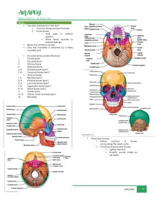 ANAPHY
WEEK 4 (SEPT 19 - 23, 2022) / PPT
11
JANUHAN
SKULL
▪ Two sets of bones form the skull
1. Cranium bones enclose the brain
2. Facial bones
▪ Hold eyes in anterior
position
▪ Allow facial muscles to
express feelings
▪ Bones are joined by sutures
▪ Only the mandible is attached by a freely
movable joint
▪ 8 cranial bones protect the brain
1 Frontal bone
2 Occipital bone
3 Ethmoid bone
4 Sphenoid bone
5, 6 Parietal bones (pair)
7, 8 Temporal bones (pair)
▪ 14 facial bones
1, 2 Maxillae (pair)
3, 4 Palatine bones (pair)
5, 6 Lacrimal bones (pair)
7, 8 Zygomatic bones (pair)
9, 10 Nasal bones (pair)
11 Vomer bone
12, 13 Inferior nasal conchae (pair)
14 Mandible
▪ Paranasal sinuses
▪ Hollow portions of bones
surrounding the nasal cavity
▪ Functions of paranasal sinuses
▪ Lighten the skull
▪ Amplify sounds made as
we speak
 