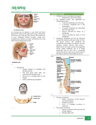 ANAPHY
WEEK 4 (SEPT 19 - 23, 2022) / PPT
12
JANUHAN
our sinuses are air spaces in your skull and facial
bones that make up the upper part of your respiratory
tract from your nose into your throat. The sinuses are
in your forehead (frontal sinuses), inside your
cheekbones (maxillary sinuses), and behind the nose
(ethmoid and sphenoid sinuses).
▪ Hyoid bone
▪ Closely related to mandible and
temporal bones
▪ The only bone that does not
articulate with another bone
▪ Serves as a movable base for the
tongue
▪ Aids in swallowing and speech
VERTEBRAL COLUMN
▪ Vertebral column provides axial support
▪ Extends from skull to the pelvis
▪ 26 vertebral bones are separated by
intervertebral discs
▪ 7 cervical vertebrae are in the neck
▪ 12 thoracic vertebrae are in the
chest region
▪ 5 lumbar vertebrae are associated
with the lower back
▪ Sacrum (formed by fusion of 5
vertebrae)
▪ Coccyx (formed by fusion of 3–5
vertebrae)
▪ Vertebrae. Vertebrae are the 33 individual
bones that interlock with each other to form
the spinal column. The vertebrae are
numbered and divided into regions: cervical,
thoracic, lumbar, sacrum, and coccyx .
Before birth, the spine consist of 33 separate
bones called vertebrae, but 9 of these
eventually fuse to form the 2 composite
bones, the sacrum, the coccyx, that construct
the inferior portion of the vertebral column
▪ Primary curvatures
▪ Spinal curvatures of the thoracic
and sacral regions
▪ Present from birth
▪ Form a C-shaped curvature in
newborns
▪ Secondary curvatures
▪ Spinal curvatures of the cervical and
lumbar regions
▪ Develop after birth
 