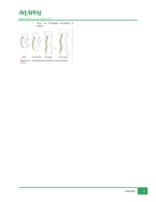 ANAPHY
WEEK 4 (SEPT 19 - 23, 2022) / PPT
13
JANUHAN
▪ Form an S-shaped curvature in
adults
 
