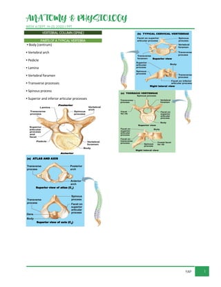 ANATOMY & PHYSIOLOGY
WEEK 4 (SEPT. 19-23, 2022) / PPT
1
YAP
VERTEBRAL COLUMN (SPINE)
PARTS OF A TYPICAL VERTEBRA
▪ Body (centrum)
▪ Vertebral arch
▪ Pedicle
▪ Lamina
▪ Vertebral foramen
▪ Transverse processes
▪ Spinous process
▪ Superior and inferior articular processes
 