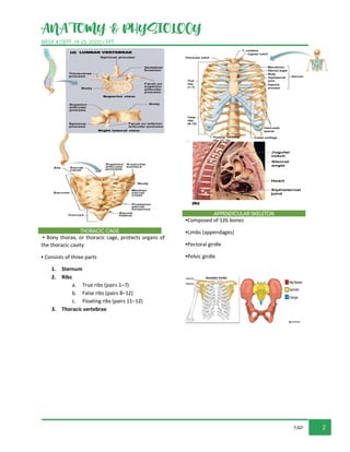 ANATOMY & PHYSIOLOGY
WEEK 4 (SEPT. 19-23, 2022) / PPT
2
YAP
THORACIC CAGE
▪ Bony thorax, or thoracic cage, protects organs of
the thoracic cavity
▪ Consists of three parts
1. Sternum
2. Ribs
a. True ribs (pairs 1–7)
b. False ribs (pairs 8–12)
c. Floating ribs (pairs 11–12)
3. Thoracic vertebrae
APPENDICULAR SKELETON
▪Composed of 126 bones
▪Limbs (appendages)
▪Pectoral girdle
▪Pelvic girdle
 