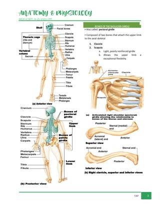 ANATOMY & PHYSIOLOGY
WEEK 4 (SEPT. 19-23, 2022) / PPT
3
YAP
BONES OF THE SHOULDER GIRDLE
▪ Also called pectoral girdle
▪ Composed of two bones that attach the upper limb
to the axial skeletal
1. Clavicle
2. Scapula
a. Light, poorly reinforced girdle
b. Allows the upper limb a
exceptional flexibility
 
