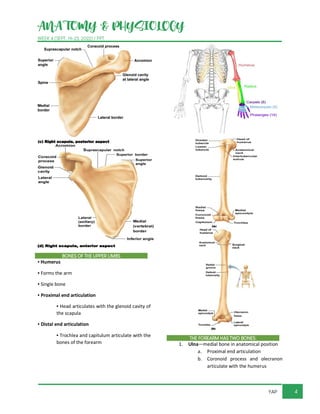 ANATOMY & PHYSIOLOGY
WEEK 4 (SEPT. 19-23, 2022) / PPT
4
YAP
BONES OF THE UPPER LIMBS
▪ Humerus
▪ Forms the arm
▪ Single bone
▪ Proximal end articulation
▪ Head articulates with the glenoid cavity of
the scapula
▪ Distal end articulation
▪ Trochlea and capitulum articulate with the
bones of the forearm
THE FOREARM HAS TWO BONES:
1. Ulna—medial bone in anatomical position
a. Proximal end articulation
b. Coronoid process and olecranon
articulate with the humerus
 