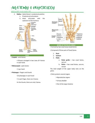 ANATOMY & PHYSIOLOGY
WEEK 4 (SEPT. 19-23, 2022) / PPT
5
YAP
2. Radius—lateral bone in anatomical position
a. Proximal end articulation
b. Head articulates with the
capitulum of the humerus
HAND
▪ Carpals—wrist bones
▪ 8 bones arranged in two rows of 4 bones
in each hand
▪ Metacarpals—palm bones
▪ 5 per hand
▪ Phalanges—fingers and thumb
▪14 phalanges in each hand
▪ In each finger, there are 3 bones
▪In the thumb, there are only 2 bones
BONES OF THE PELVIC GIRDLE
▪ Formed by two coxal (ossa coxae) bones
▪ Composed of three pairs of fused bones
1. Ilium
2. Ischium
3. Pubis
a. Pelvic girdle = two coxal bones,
sacrum
b. Pelvis = two coxal bones, sacrum,
coccyx
The total weight of the upper body rests on the
pelvis
▪ Pelvis protects several organs
▪ Reproductive organs
▪ Urinary bladder
▪ Part of the large intestine
 