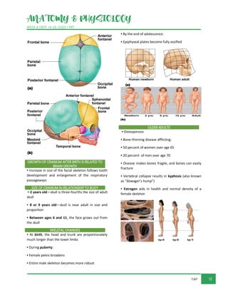 ANATOMY & PHYSIOLOGY
WEEK 4 (SEPT. 19-23, 2022) / PPT
12
YAP
GROWTH OF CRANIUM AFTER BIRTH IS RELATED TO
BRAIN GROWTH
▪ Increase in size of the facial skeleton follows tooth
development and enlargement of the respiratory
passageways
SIZE OF CRANIUM IN RELATIONSHIP TO BODY
▪ 2 years old—skull is three-fourths the size of adult
skull
▪ 8 or 9 years old—skull is near adult in size and
proportion
▪ Between ages 6 and 11, the face grows out from
the skull
SKELETAL CHANGES
▪ At birth, the head and trunk are proportionately
much longer than the lower limbs
▪ During puberty:
▪ Female pelvis broadens
▪ Entire male skeleton becomes more robust
▪ By the end of adolescence:
▪ Epiphyseal plates become fully ossified
OLDER ADULTS
▪ Osteoporosis
▪ Bone-thinning disease afflicting:
▪ 50 percent of women over age 65
▪ 20 percent of men over age 70
▪ Disease makes bones fragile, and bones can easily
fracture
▪ Vertebral collapse results in kyphosis (also known
as “dowager’s hump”)
▪ Estrogen aids in health and normal density of a
female skeleton
 