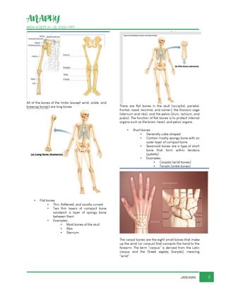 ANAPHY
WEEK 4 (SEPT 19 - 23, 2022) / PPT
3
JANUHAN
All of the bones of the limbs (except wrist, ankle, and
kneecap bones) are long bones
▪ Flat bones
▪ Thin, flattened, and usually curved
▪ Two thin layers of compact bone
sandwich a layer of spongy bone
between them
▪ Examples:
▪ Most bones of the skull
▪ Ribs
▪ Sternum
There are flat bones in the skull (occipital, parietal,
frontal, nasal, lacrimal, and vomer), the thoracic cage
(sternum and ribs), and the pelvis (ilium, ischium, and
pubis). The function of flat bones is to protect internal
organs such as the brain, heart, and pelvic organs.
▪ Short bones
▪ Generally cube-shaped
▪ Contain mostly spongy bone with an
outer layer of compact bone
▪ Sesamoid bones are a type of short
bone that form within tendons
(patella)
▪ Examples:
▪ Carpals (wrist bones)
▪ Tarsals (ankle bones)
The carpal bones are the eight small bones that make
up the wrist (or carpus) that connects the hand to the
forearm. The term "carpus" is derived from the Latin
carpus and the Greek καρπός (karpós), meaning
"wrist".
 