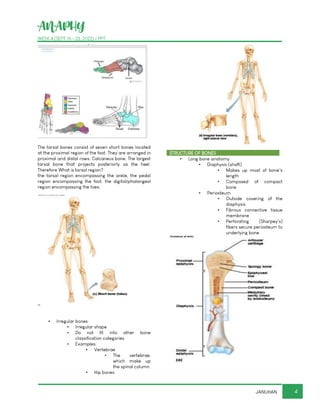 ANAPHY
WEEK 4 (SEPT 19 - 23, 2022) / PPT
4
JANUHAN
The tarsal bones consist of seven short bones located
at the proximal region of the foot. They are arranged in
proximal and distal rows. Calcaneus bone: The largest
tarsal bone that projects posteriorly as the heel.
Therefore What is tarsal region?
the tarsal region encompassing the ankle, the pedal
region encompassing the foot. the digital/phalangeal
region encompassing the toes.
▪ Irregular bones
▪ Irregular shape
▪ Do not fit into other bone
classification categories
▪ Examples:
▪ Vertebrae
▪ The vertebrae,
which make up
the spinal column.
▪ Hip bones
STRUCTURE OF BONES
▪ Long bone anatomy
▪ Diaphysis (shaft)
▪ Makes up most of bone’s
length
▪ Composed of compact
bone
▪ Periosteum
▪ Outside covering of the
diaphysis
▪ Fibrous connective tissue
membrane
▪ Perforating (Sharpey’s)
fibers secure periosteum to
underlying bone
 