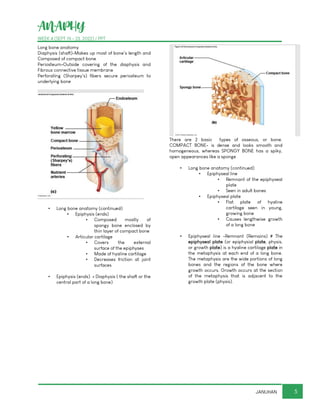 ANAPHY
WEEK 4 (SEPT 19 - 23, 2022) / PPT
5
JANUHAN
Long bone anatomy
Diaphysis (shaft)-Makes up most of bone’s length and
Composed of compact bone
Periosteum-Outside covering of the diaphysis and
Fibrous connective tissue membrane
Perforating (Sharpey’s) fibers secure periosteum to
underlying bone
▪ Long bone anatomy (continued)
▪ Epiphysis (ends)
▪ Composed mostly of
spongy bone enclosed by
thin layer of compact bone
▪ Articular cartilage
▪ Covers the external
surface of the epiphyses
▪ Made of hyaline cartilage
▪ Decreases friction at joint
surfaces
▪ Epiphysis (ends) = Diaphysis ( the shaft or the
central part of a long bone)
There are 2 basic types of osseous, or bone.
COMPACT BONE- is dense and looks smooth and
homogeneous, whereas SPONGY BONE has a spiky,
open appearances like a sponge
▪ Long bone anatomy (continued)
▪ Epiphyseal line
▪ Remnant of the epiphyseal
plate
▪ Seen in adult bones
▪ Epiphyseal plate
▪ Flat plate of hyaline
cartilage seen in young,
growing bone
▪ Causes lengthwise growth
of a long bone
▪ Epiphyseal line -Remnant (Remains) # The
epiphyseal plate (or epiphysial plate, physis,
or growth plate) is a hyaline cartilage plate in
the metaphysis at each end of a long bone.
The metaphysis are the wide portions of long
bones and the regions of the bone where
growth occurs. Growth occurs at the section
of the metaphysis that is adjacent to the
growth plate (physis).
 